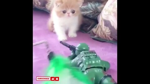 cute cat videos 😹 funny videos 😂1408