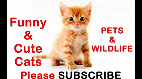 Cat videos Funny, beautiful and cute cat videos Kittens video compilation