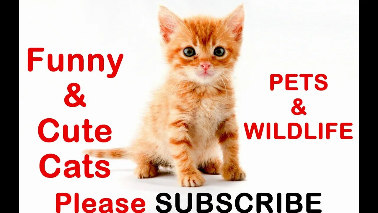 Cat videos Funny, beautiful and cute cat videos Kittens video compilation