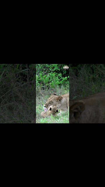Lovely Lion Cubs Play With Mum | Saturday #shorts