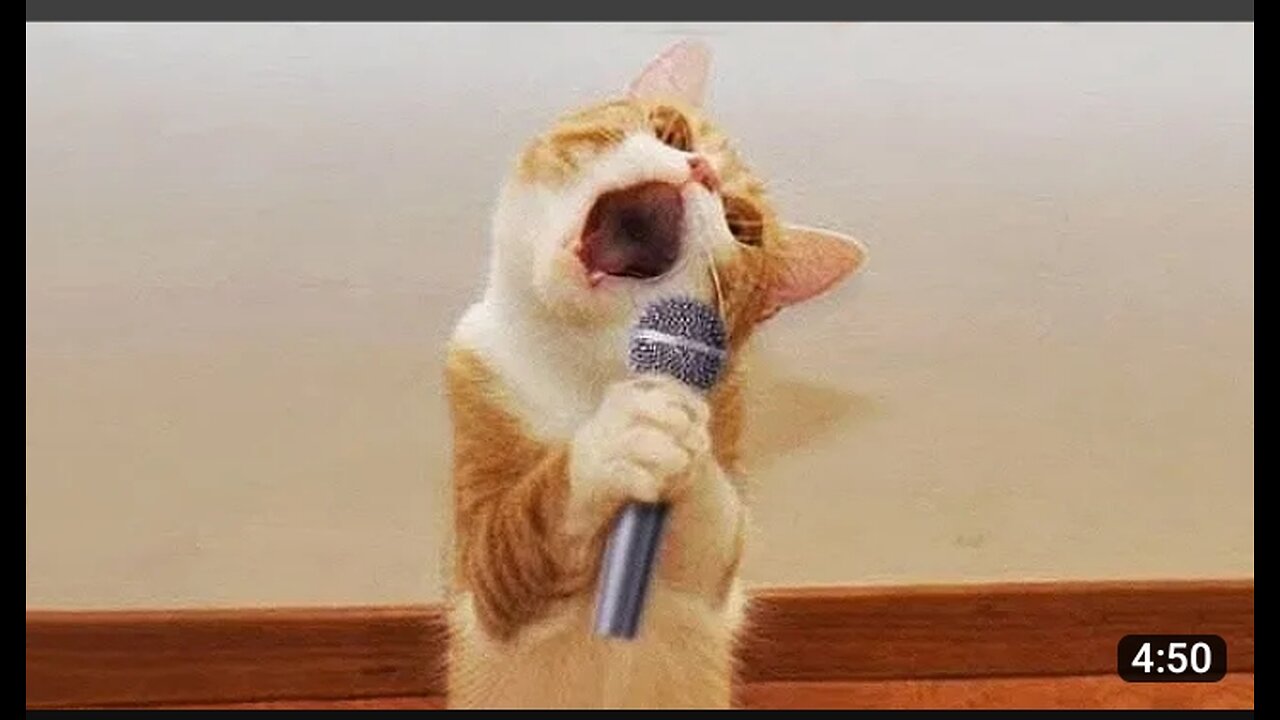 Funniest Cats and Dogs 🤣_ Funny Animal Videos _2
