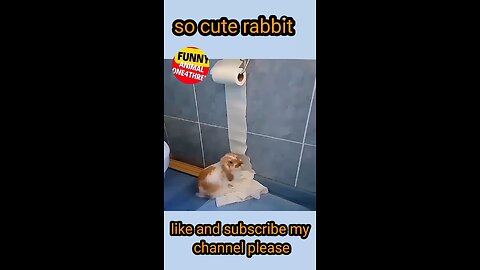 Treasure of Laughter: Watch this Funny Rabbit for a Joyful Time | Funny rambal Video!