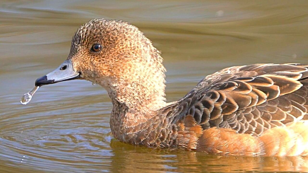 Female Eurasian Wigeon Duck Goes for a Swim