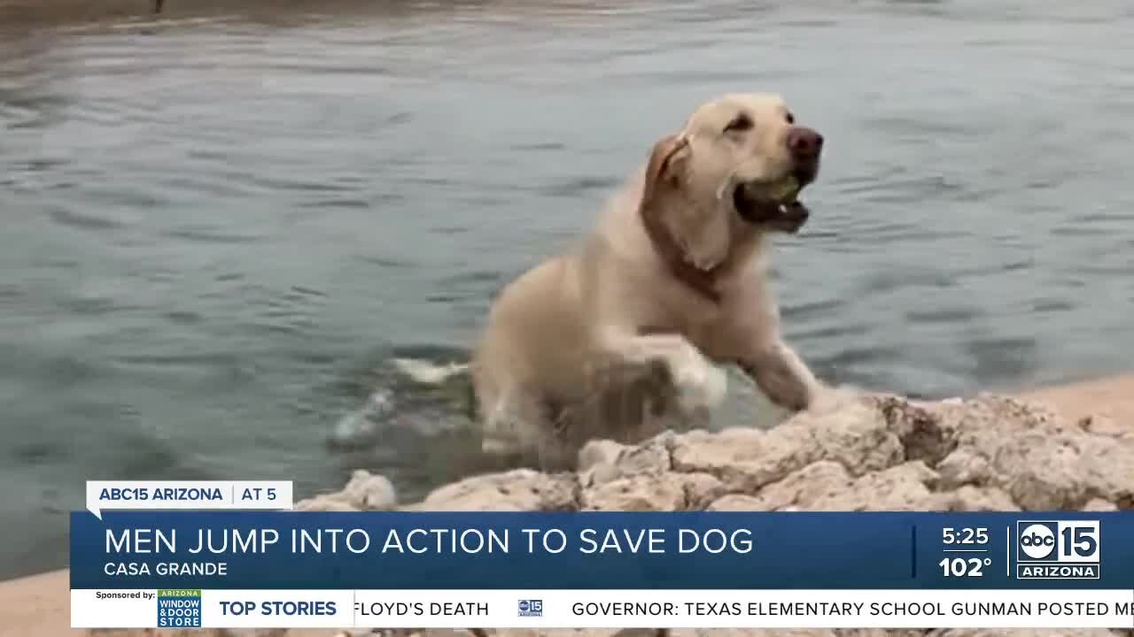 Golden Lab rescued from wash by welders