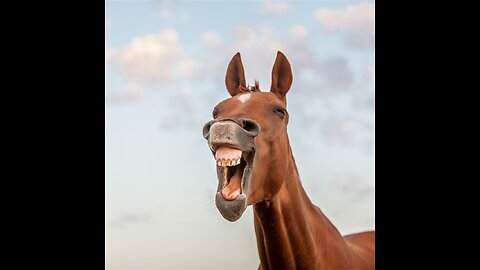 Best Funniest Animals