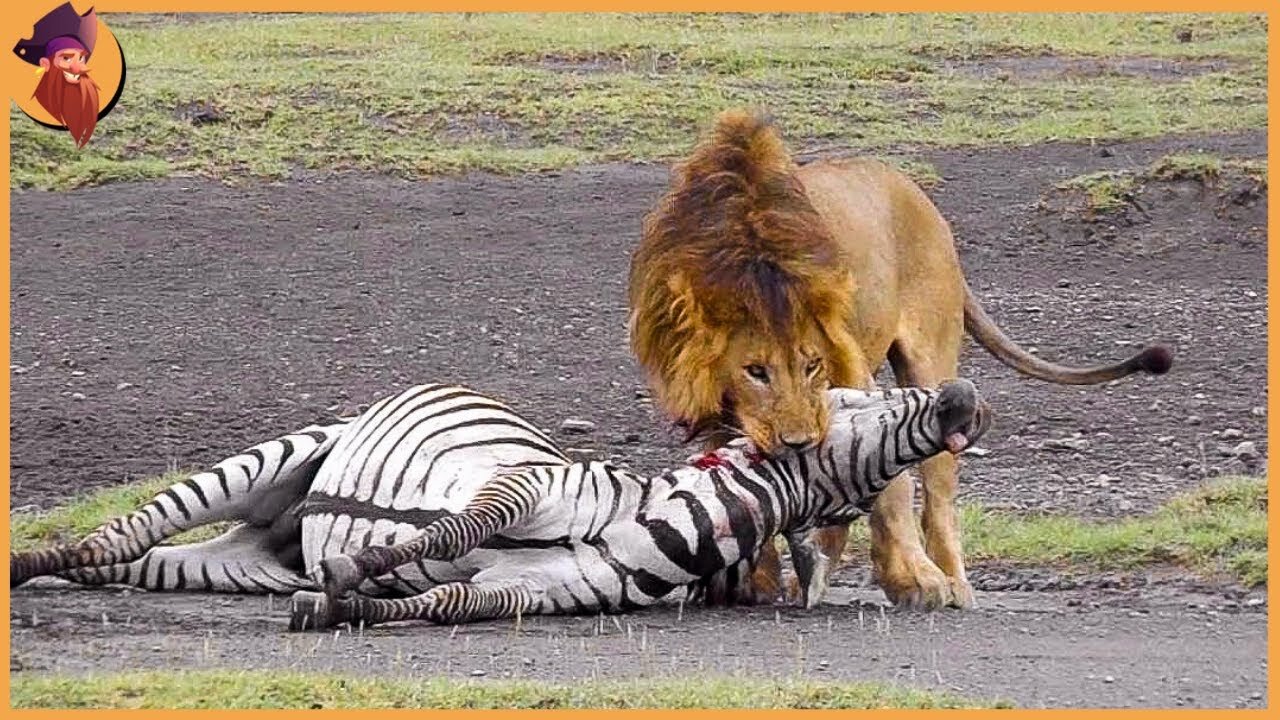 15 Moments Of Merciless Wild Animals Hunting