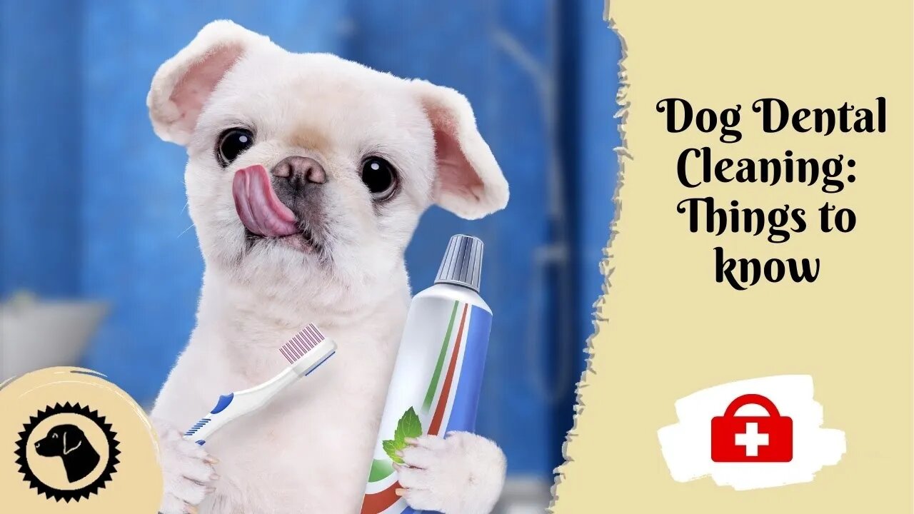 Dog Dental Cleaning: What You Should Know | DOG HEALTH 🐶 #BrooklynsCorner