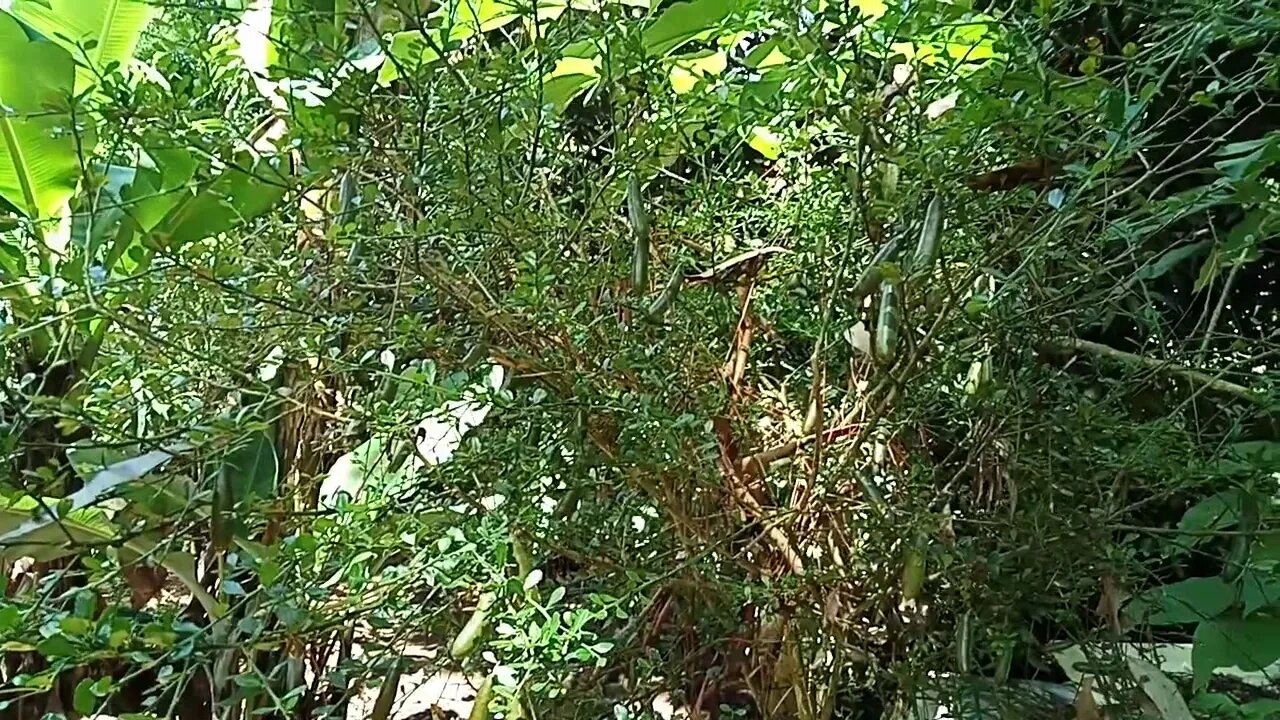 Finger Lime fruiting 22nd February 2021