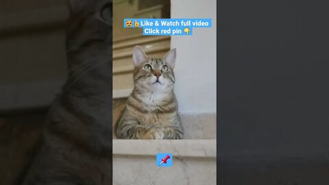 CUTE AND FUNNY CAT COMPILATION OF 2022 PART 5 😻😸