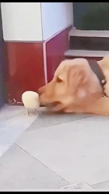 fun video litchick vs dog