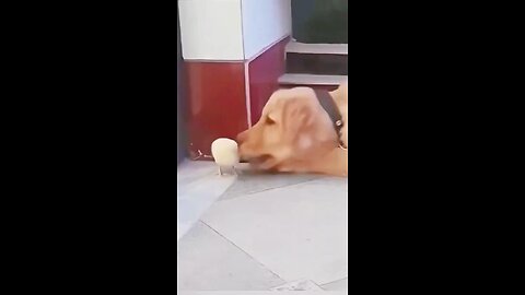 fun video litchick vs dog