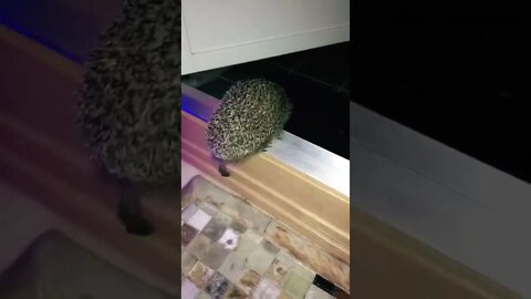 Beautiful Hedgehog