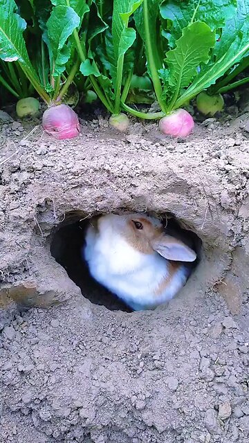 lovely rabbit trying to get raddish | best pet in town though | amazing animal