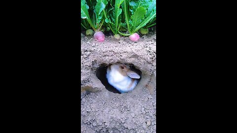 lovely rabbit trying to get raddish | best pet in town though | amazing animal