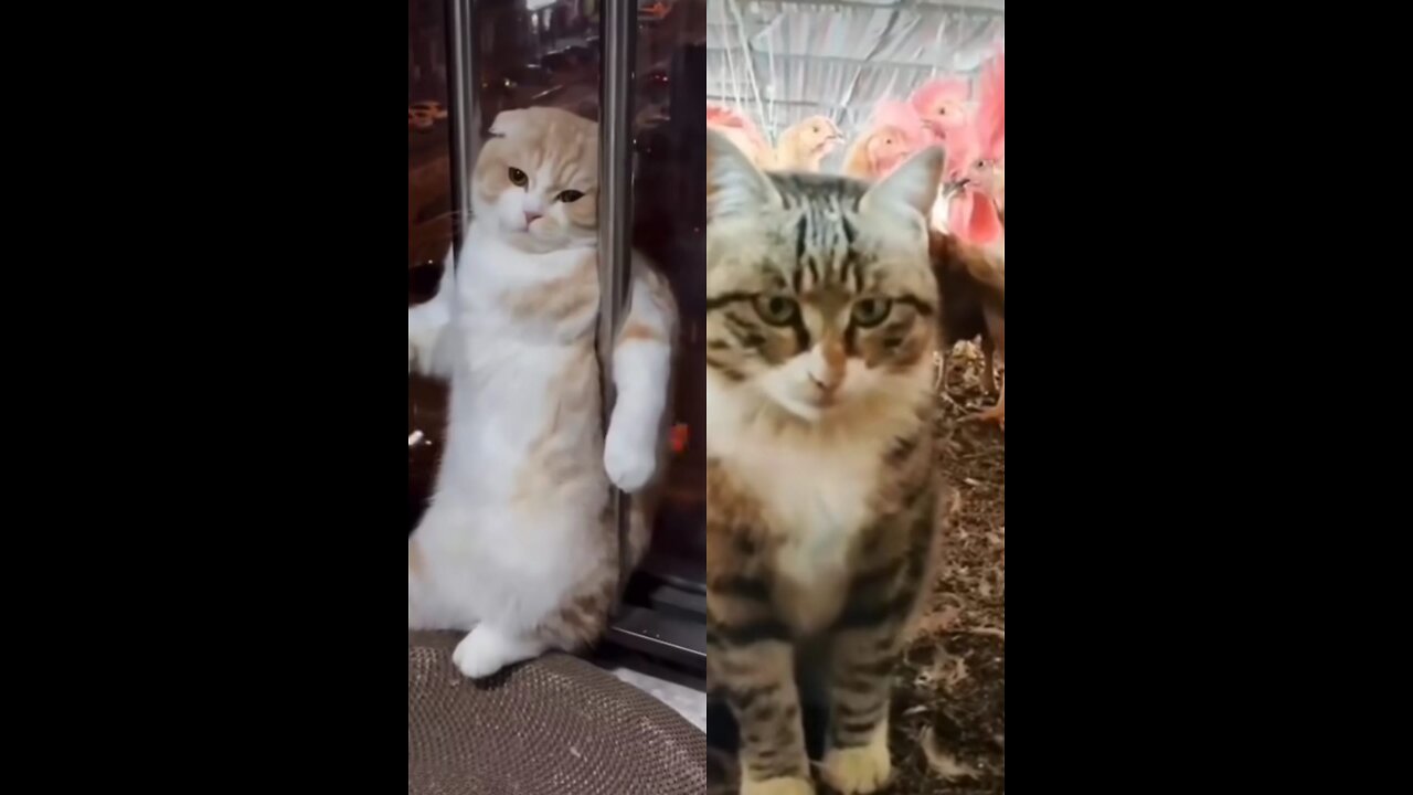 Funny cat movement that will make you laugh