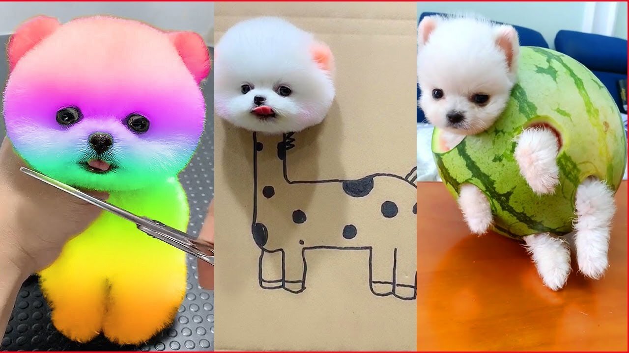 Cute baby animals Videos Compilation cute moment of the animals