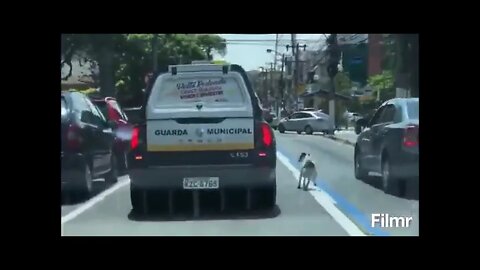 Dog chasing police car in Brazil, because his owner a homeless man was taken to be ID'd