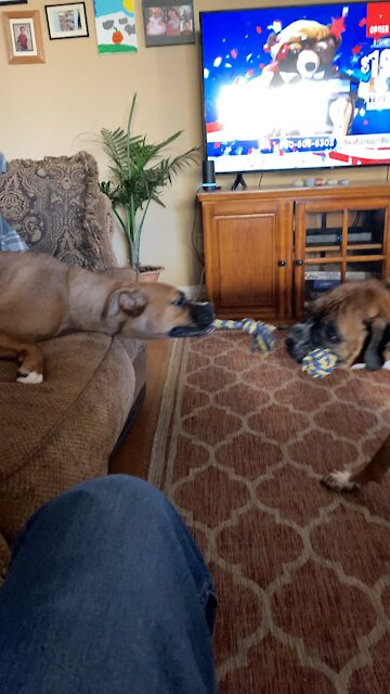 Kurt and Joan tug o war