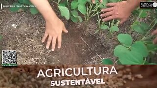 Consórcio milho com braquiária oferece proteção para o solo e maior produtividade para a soja - RZ