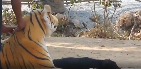 Tiger and Lion Prank on Animals