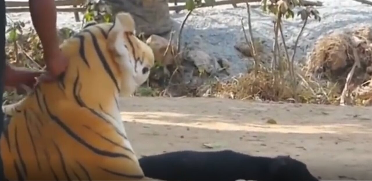 Tiger and Lion Prank on Animals