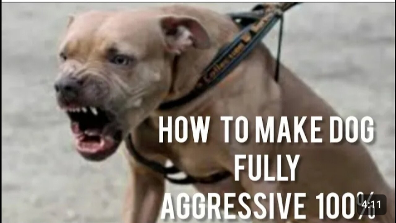 How to make dog fully aggressive 100%