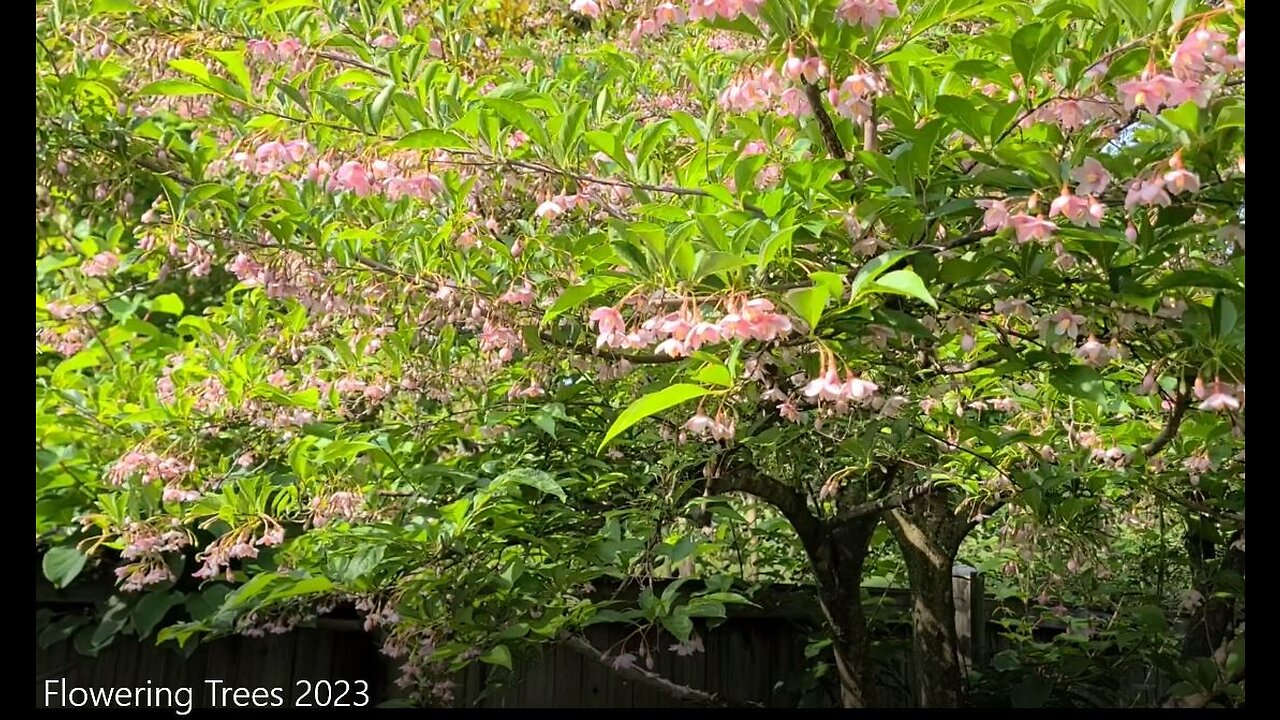 Flowering Trees for Your Yard, 4K, 2023