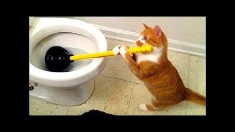 "Funny animal videos you won't be able to look away from!"