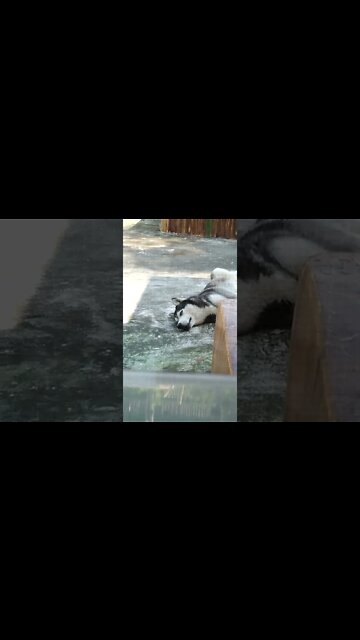 Dogs reaction: Bored Husky.