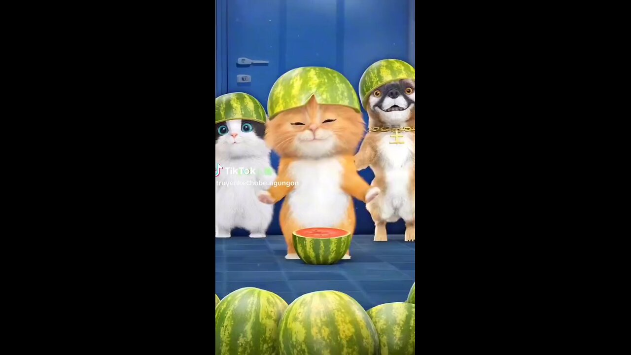 funny cat
