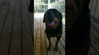 Rottweiler Too Cute 😍 #rottweiler #shorts