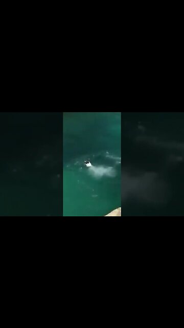 Dog Has PERFECT Diving Form