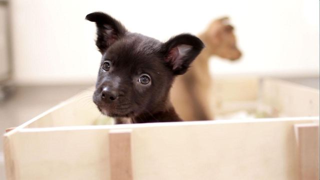 1 Minute of Rescued Puppies Having A Playdate