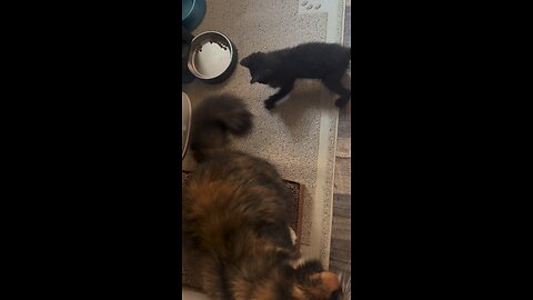 zoe and midnight playing