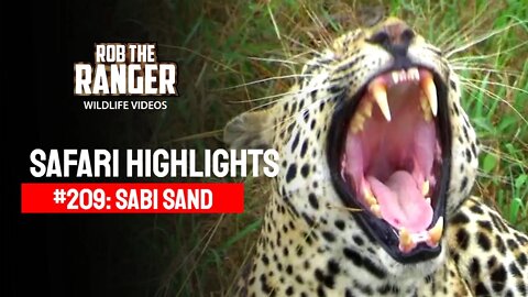 Safari Highlights #209: 12 - 15 May 2013 | Sabi Sand Nature Reserve | Latest Wildlife Sightings