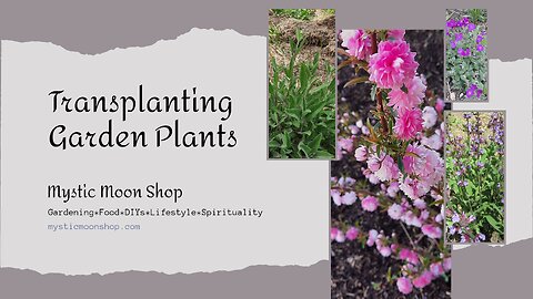 Transplanting Vegetables Feb 2023 Save Money DIY