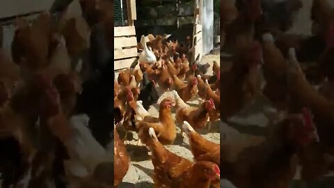 #goodmorning #chickens #freerange #layers #homesteading #homesteadlife #farm #farmlife #farmanimals