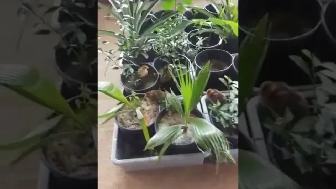 Tropical Plants and Baby Chickens