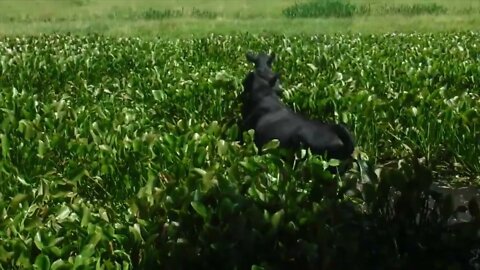 Mooooooooooooove Cows