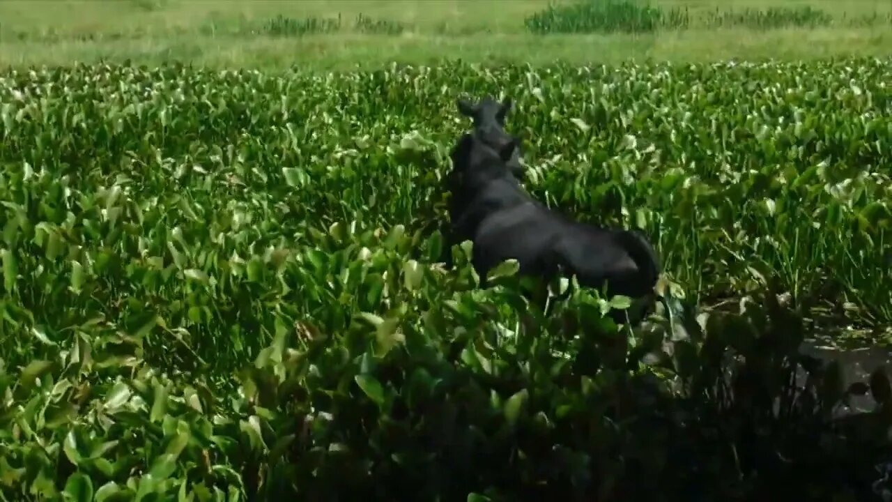 Mooooooooooooove Cows