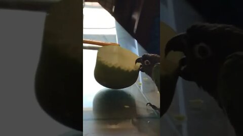 My bird eating an apple