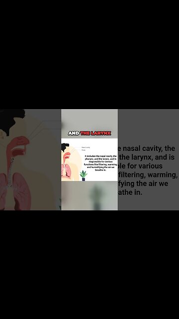 Importance of Your Upper Respiratory Tract 🫁