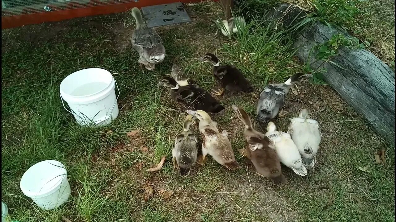 Muscovy cross Ducks and Freckles (the Gosling ) out of the pen eating grass 24th December 2021