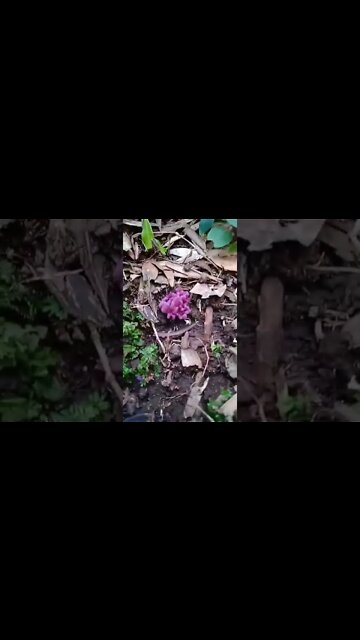 Cogumelo Coral Rosa - Clavaria zollingeri - Pink Coral Mushroom Near Araucaria Tree Brazil