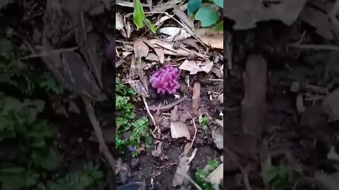 Cogumelo Coral Rosa - Clavaria zollingeri - Pink Coral Mushroom Near Araucaria Tree Brazil