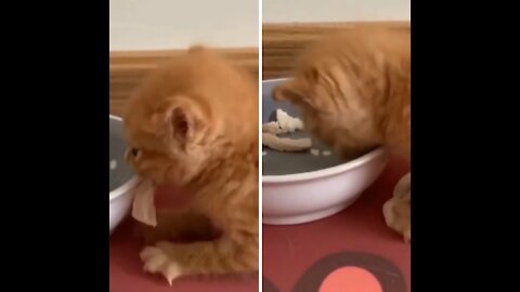 Kitten Drops Food From Its Mouth, And Looks For Food.