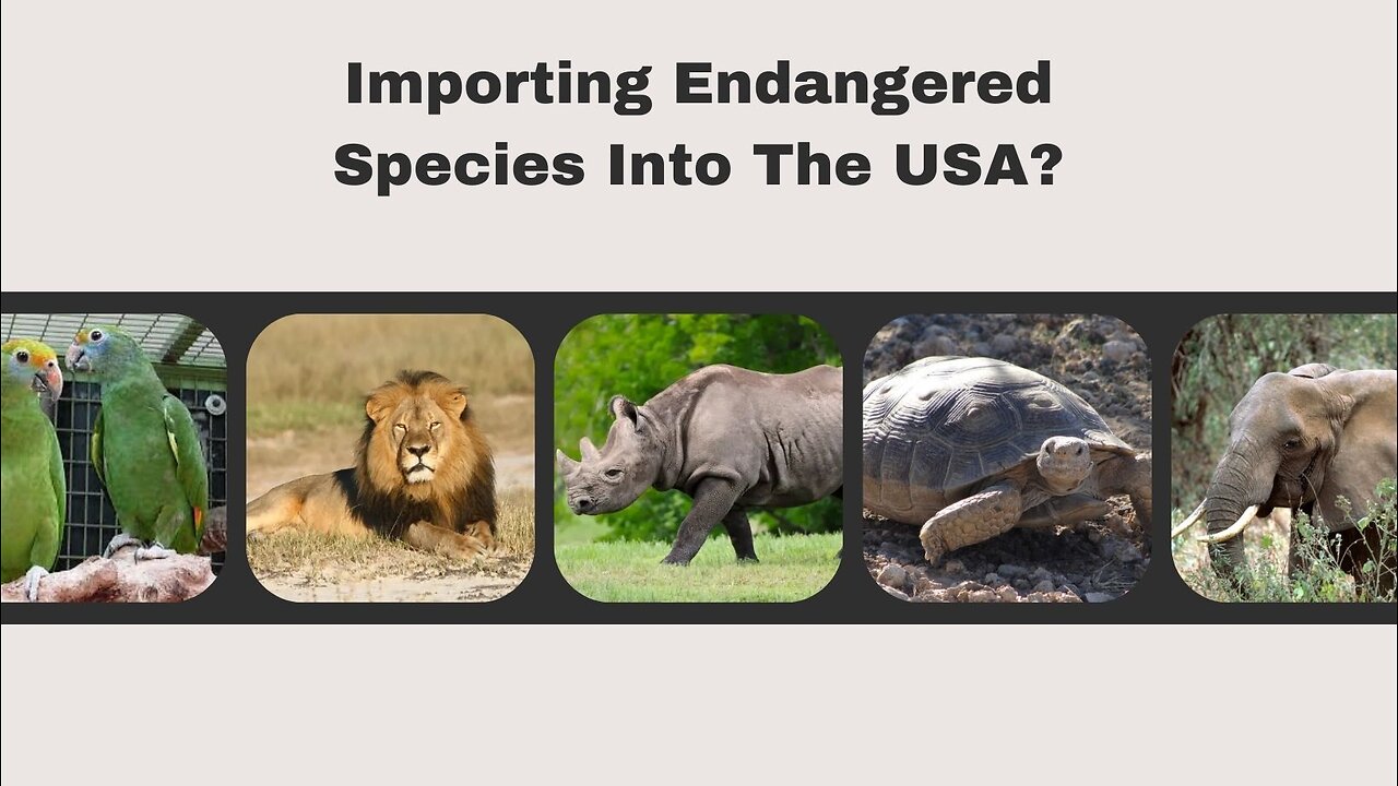 Are There Any Restrictions On Importing Endangered Species Into The USA?