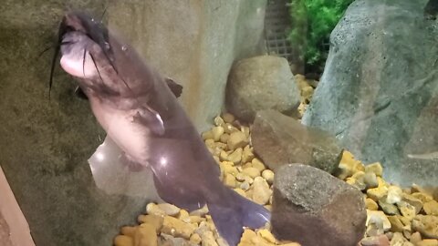 Cat fish aquarium
