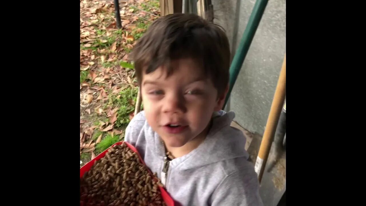 Morning feeding with my Grandsons helping