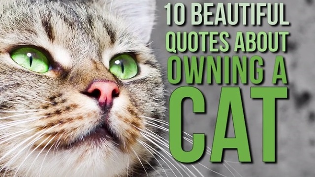 10 Memorable quotes about the joys of owning a cat